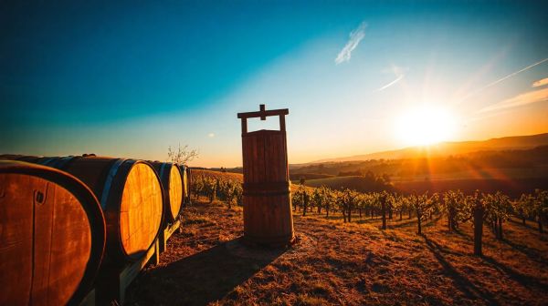 Découvrez le Domaine Martin : Artisanat et vin de Plan de Dieu